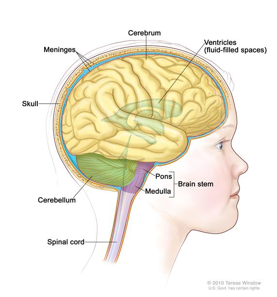 脑部解剖,显示了大脑,小脑,脑干和脑的其他部分.