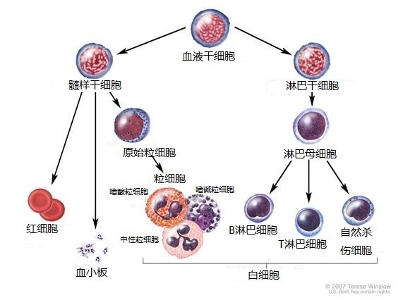 造血干细胞经过几个过程后分化成红细胞,血小板或白细胞.