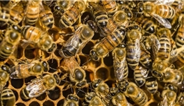 蜜蜂毒素对乳腺癌细胞有奇效，为新药研发提供新思路！