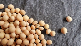 骨癌细胞存活率降低90%，“建功者”的竟然是大豆！